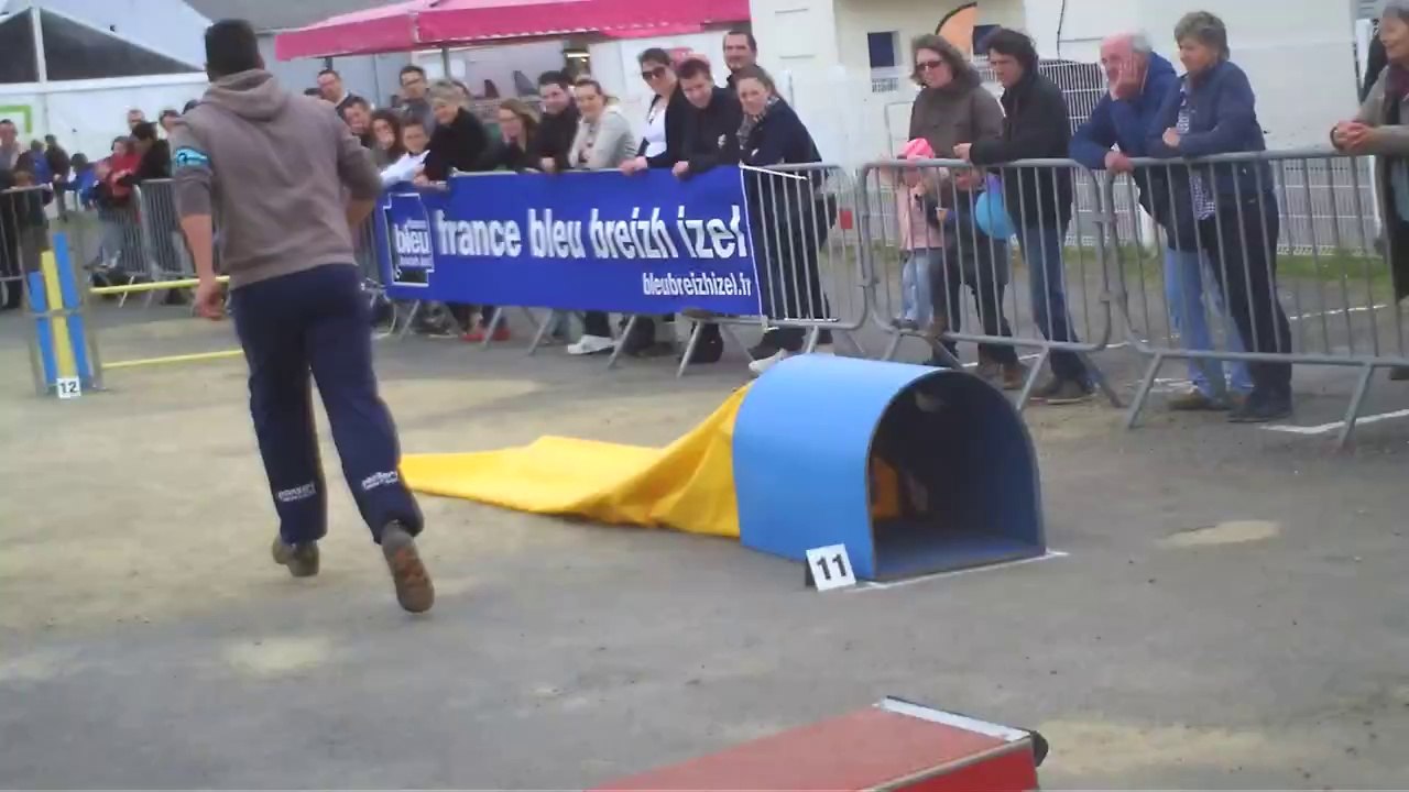 Concours Agility Morlaix 06/04/2014 -  Brevet 1er Degré : 0 faute