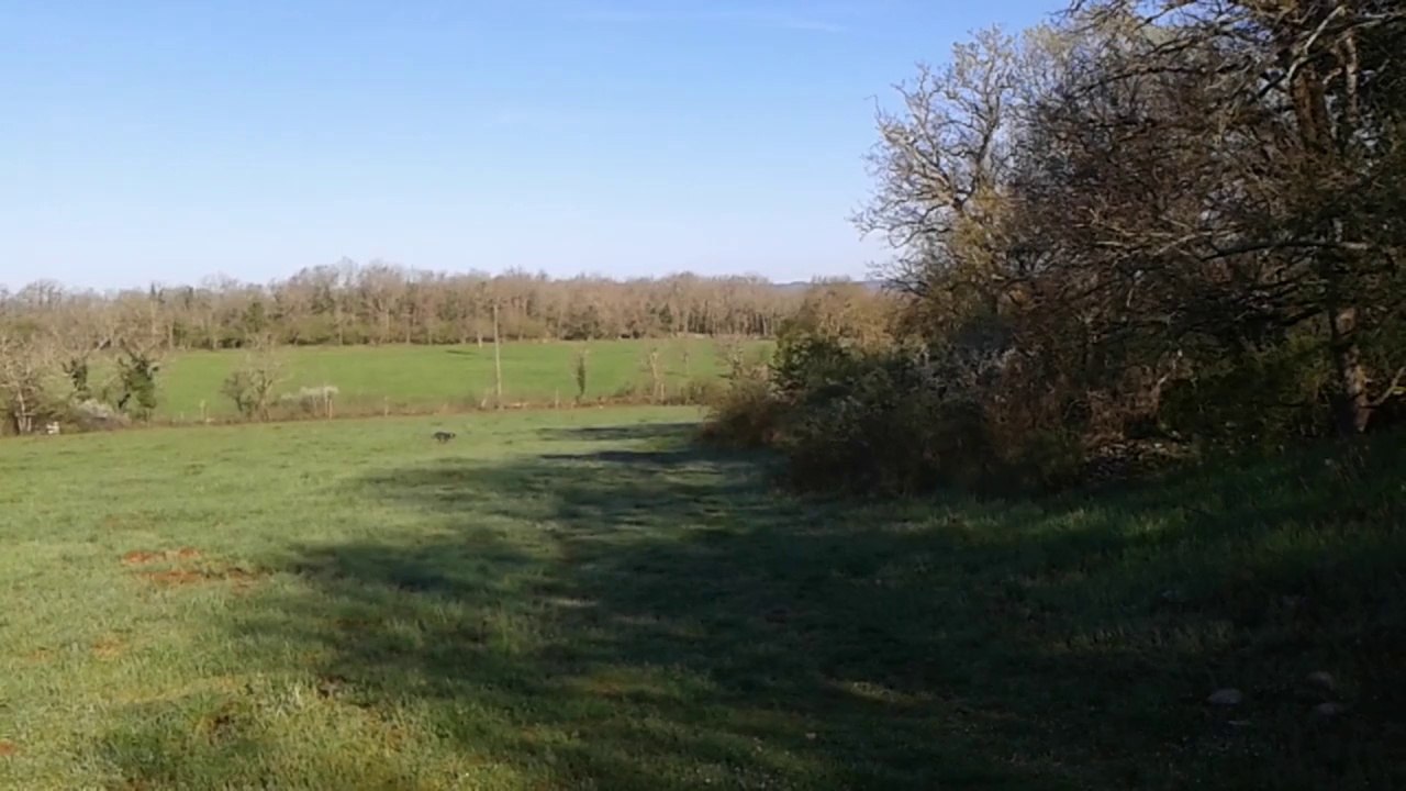Entrainement_Jeunes Griffons Bleu des Gascogne_Lièvre