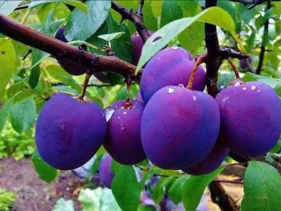 SELMA AMBARKÜTÜK.
