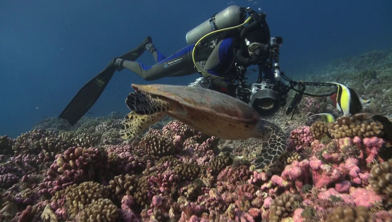 + - 5 METRES I TRAILER