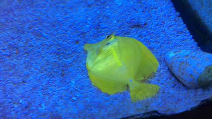 Yellow tang ölmek üzere