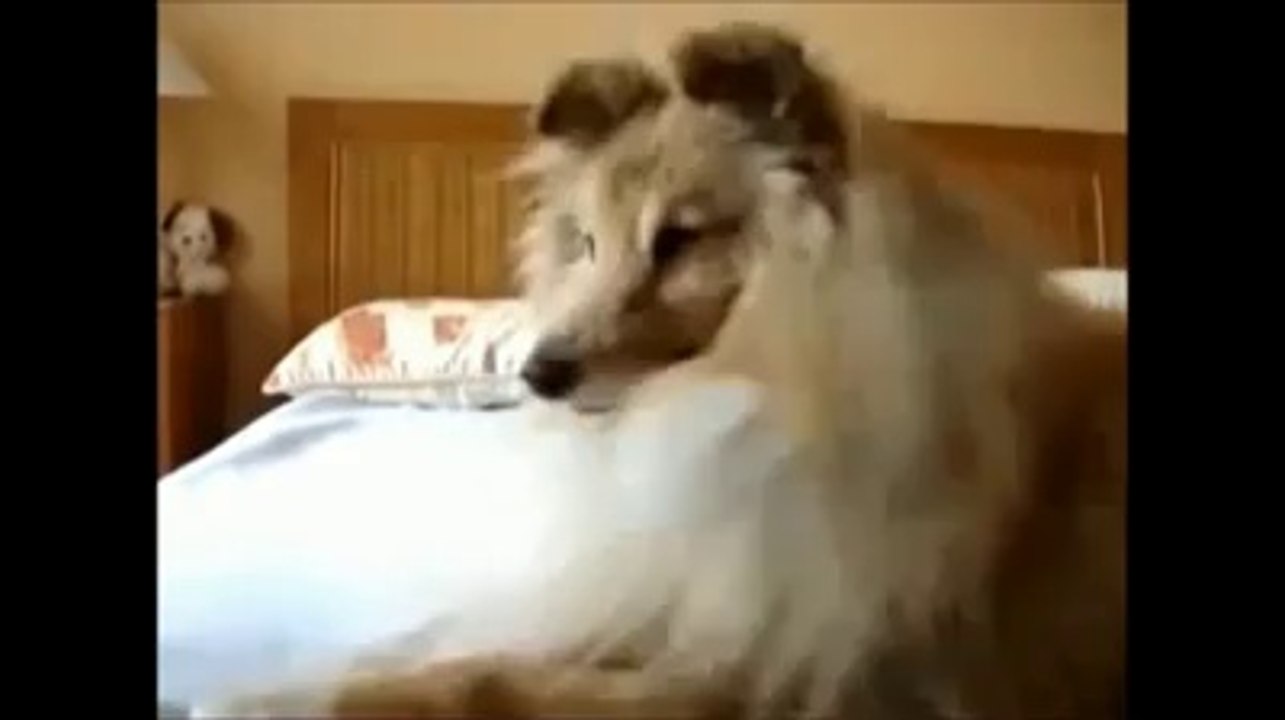 Même les animaux adorent "Chieuse" des PZK!