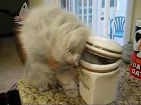 Cat Feeds Dog - And Feeds and Feeds and Feeds