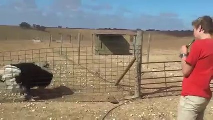Ostrich taming (Original)