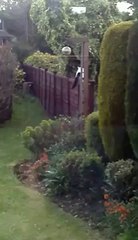 Cats vs Fox (Part 1)