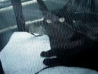 Cat Crying Sounds Like He's Saying Al Gore