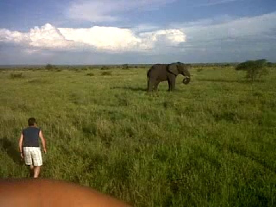 Drunk man, Brian Masters, charges Wild Elephant Original Version