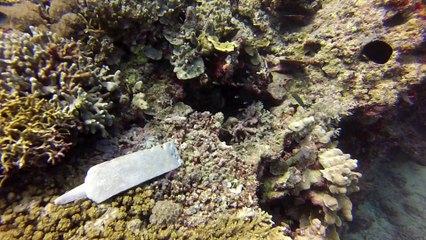sipadan coral garden 2
