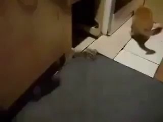 kedilerin yüz karası allah belanı - Takozovic.com