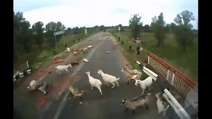 goats getting pwned by truck driving gelf