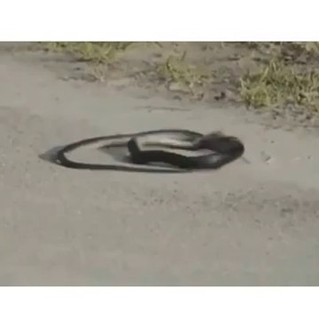 Ucan yılan adam sabri - takozovic.com