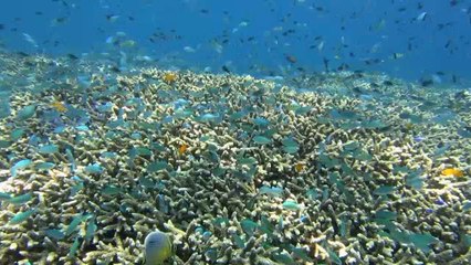 DIVING in AMED  with EURO DIVE BALI