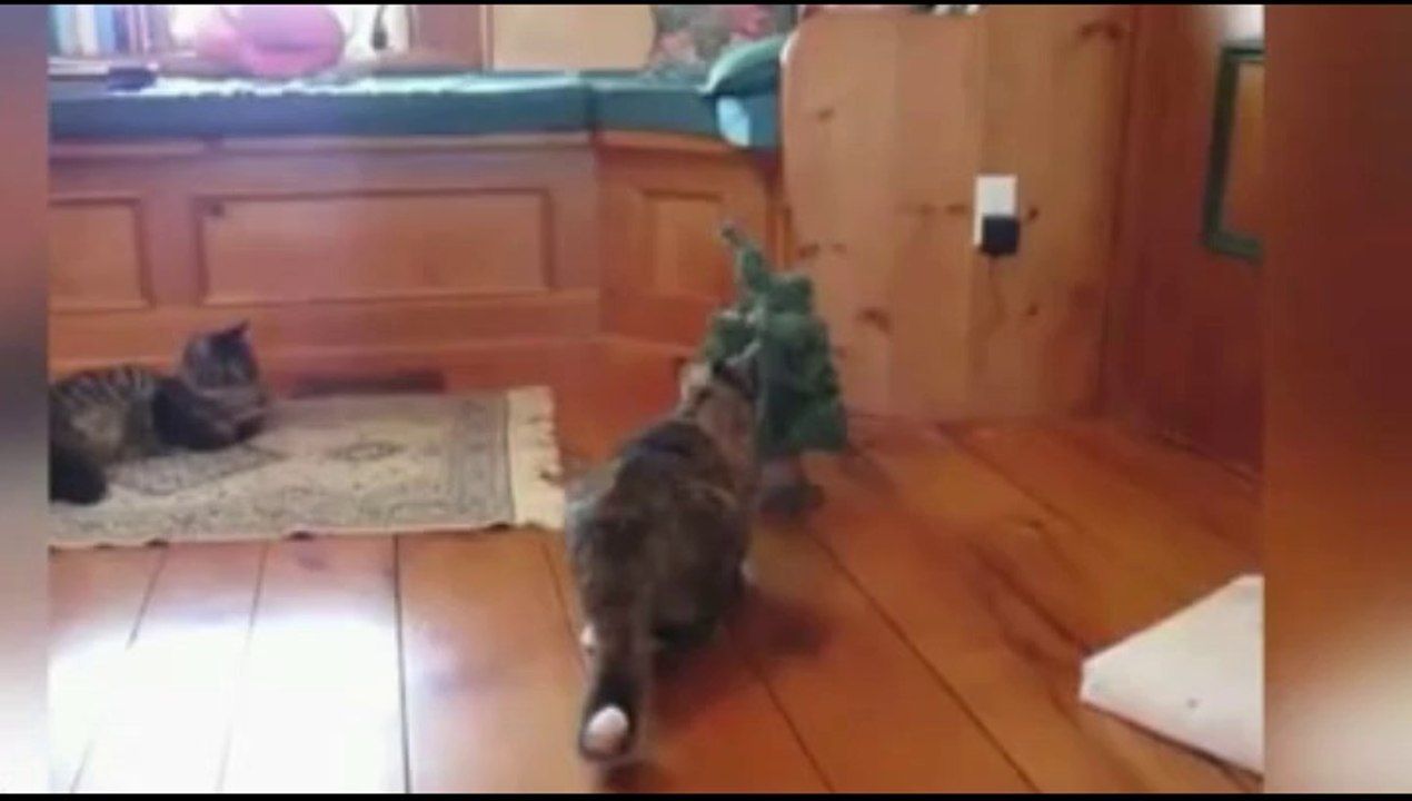 Compilation de chat très drôle avec des chutes vol1