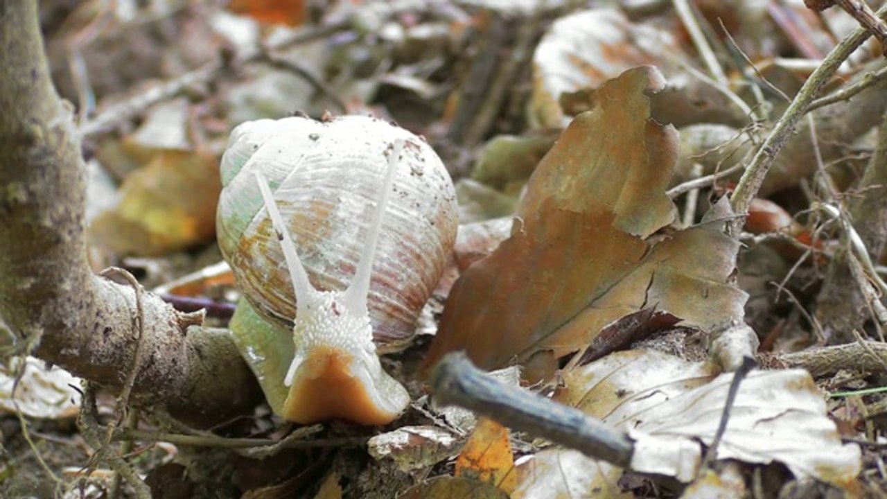 Slow - Trailer - Eye on Films