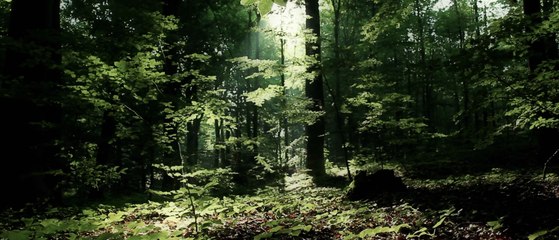 PUB TV // Sommet de la forêt et du bois