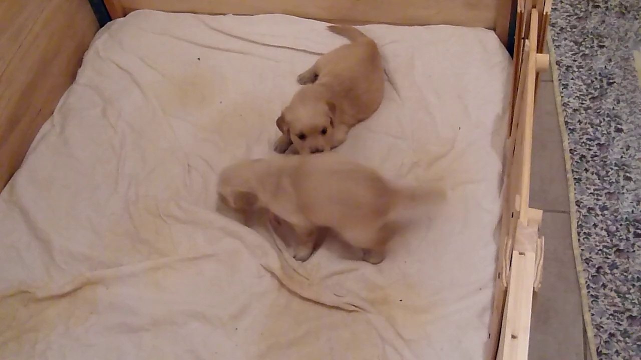 vidéos chiots arnal