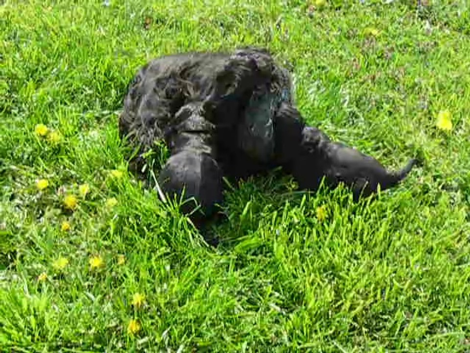 Chiots cockers Anglais 5 semaines video1