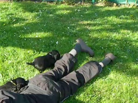 chiots cockers anglais video 1