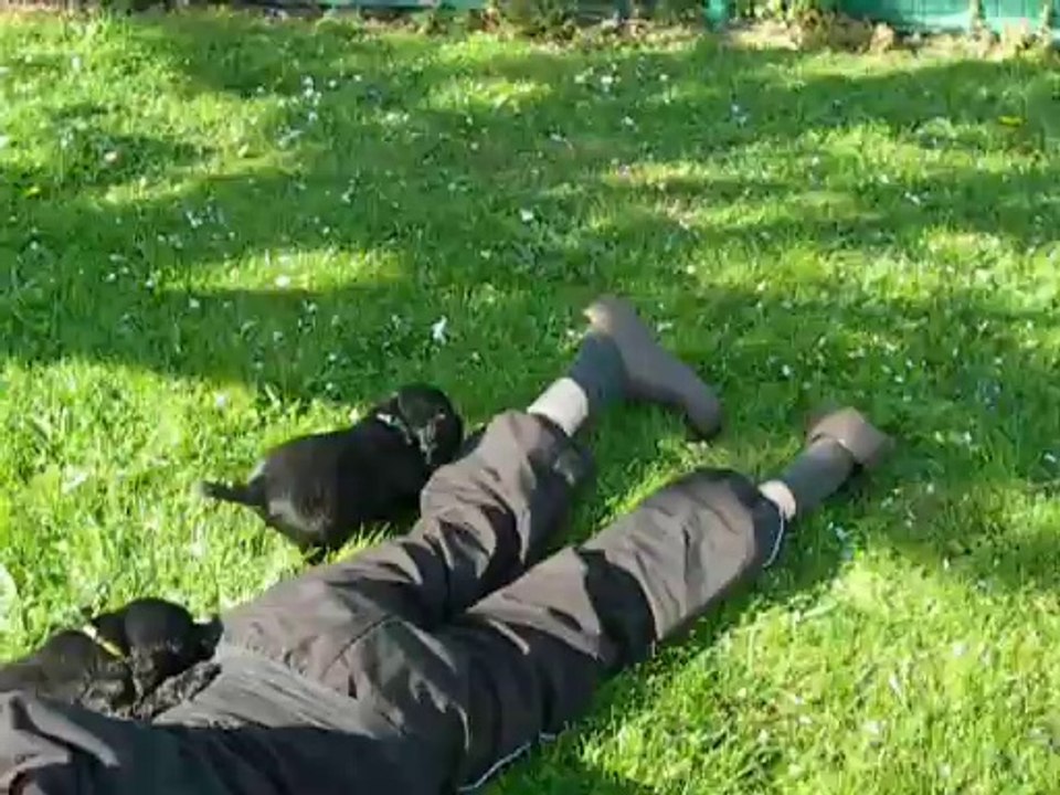 chiots cockers anglais video 1