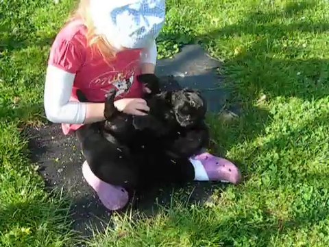 Cocker anglais video 2