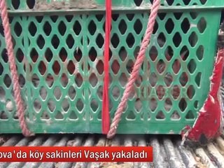 Köy sakinleri Vaşak yakaladı - YÜKSEKOVA HABER
