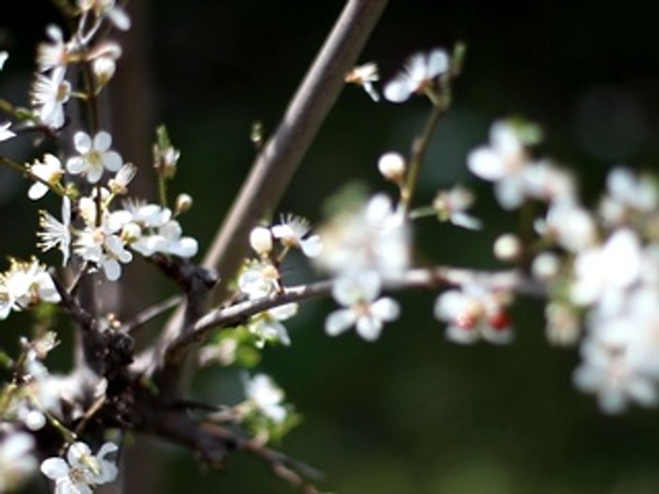 Early Spring Flowers -  Free Stock Footage - orangeHD.com