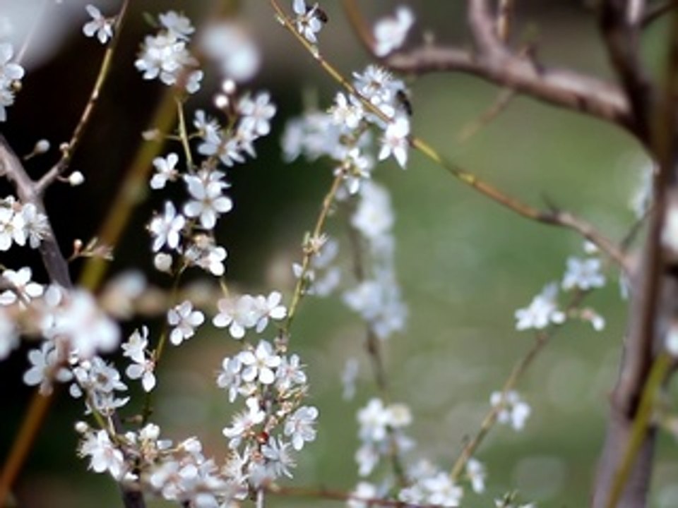 Early Spring Flowers 2 -  Free Stock Footage - orangeHD.com