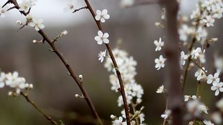 Early Spring Flowers 3 -  Free Stock video - orangeHD.com
