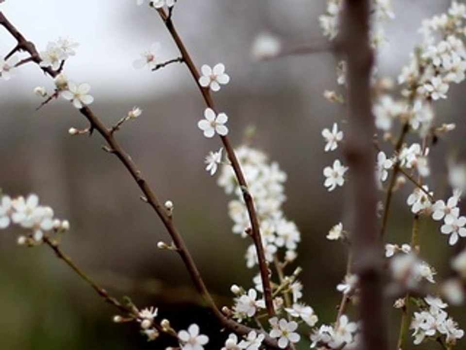Early Spring Flowers 3 -  Free Stock video - orangeHD.com