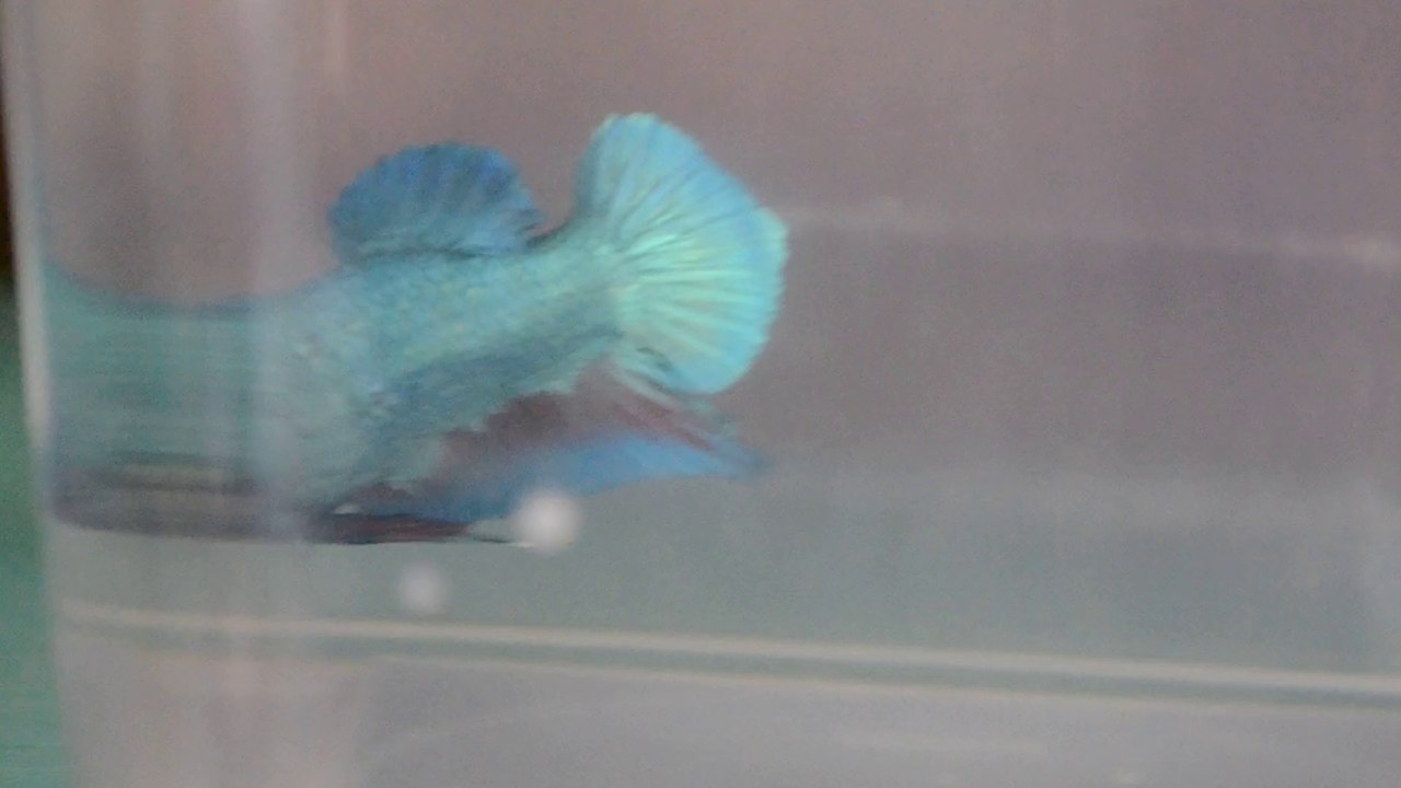 Plakat dragon