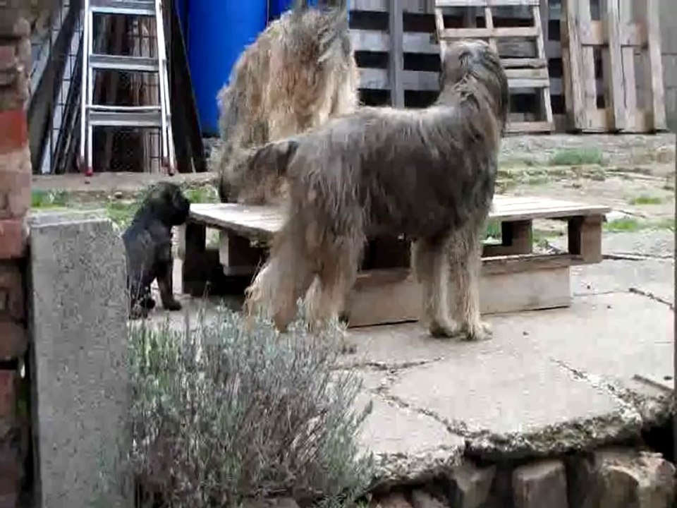 Fiby appelle au jeu ! (Chiots berger catalans 2014)