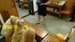 Four Dogs Praying Before Dinner (Japan) - YouTube[via torchbrowser.com]
