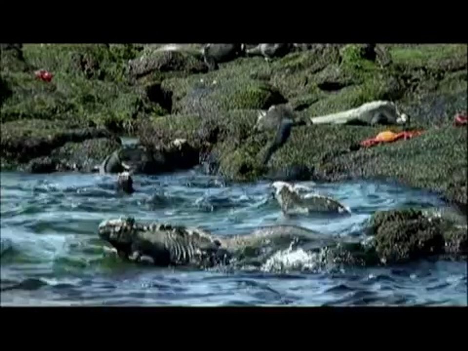 Galapagos Marine Iguana: Galapagos Iguanas, In The Marine Iguana Habitat