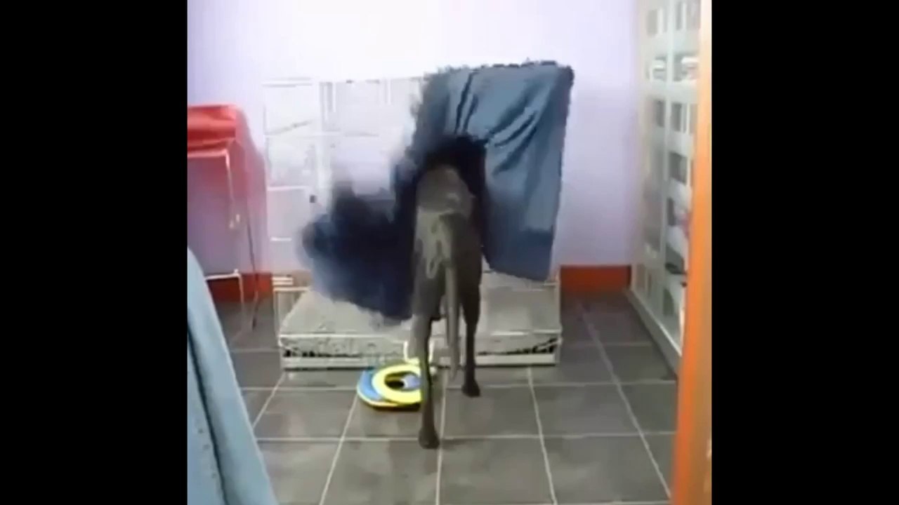 chien l'heure de dormir