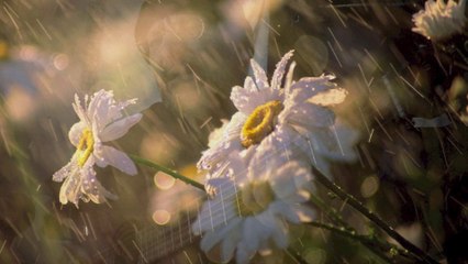 acceptance by michael hermiston (original)