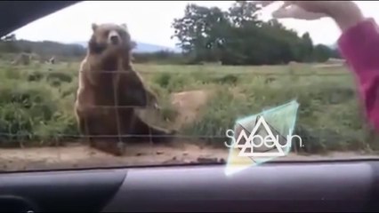 Un ours fait coucou