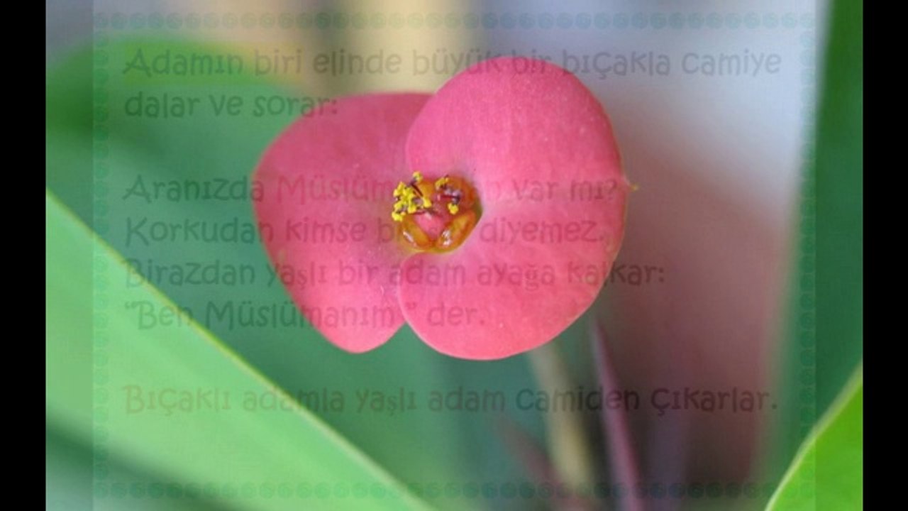 KISSA: KÖR KUYU / ADAMIN BİRİ