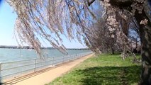 Cherry Blossoms: April 10 at Hains Point