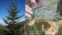 An invasive bug may drive America's favorite wild Christmas trees to extinction