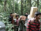 Three Cambodian illegal loggers killed by Thai officials