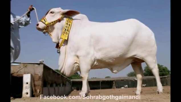 Amir Dilpasand Cattle Farm Slide Show 2012 - Sohrab Goth Gai Mandi