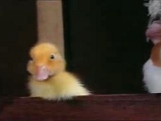 Saturnin - Canard du dimanche (DVDRip-Fr