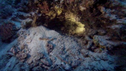 sipadan baracuda point le 15 N1