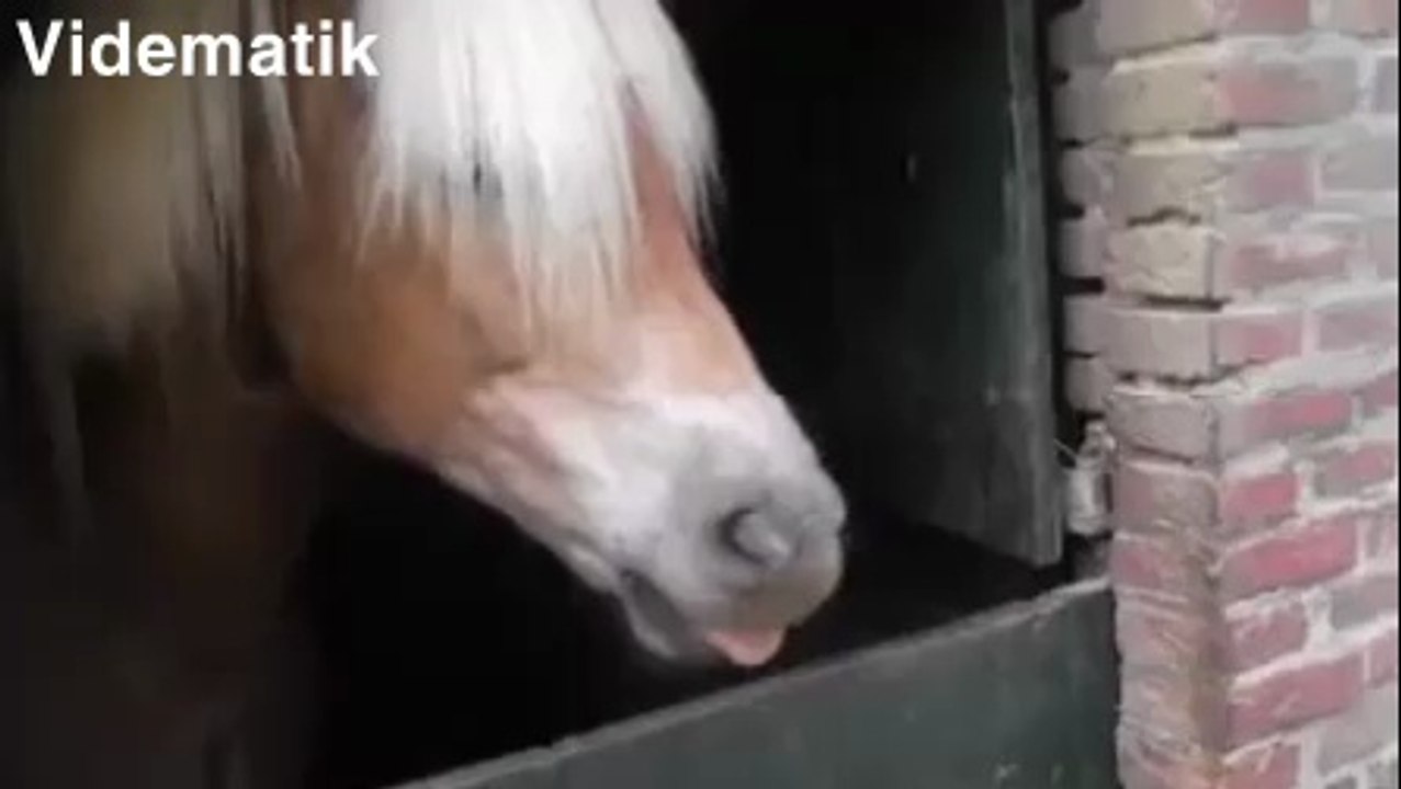 Çocuk gibi eğlenen at