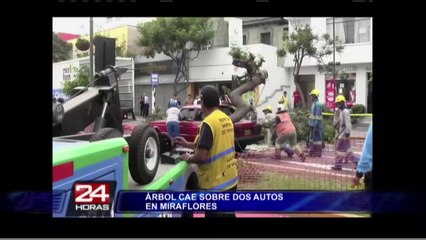 Miraflores: choferes salvan de morir tras caer pesado árbol sobre sus vehículos