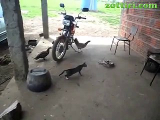 Korkudan Feleği Şaşan Kedi