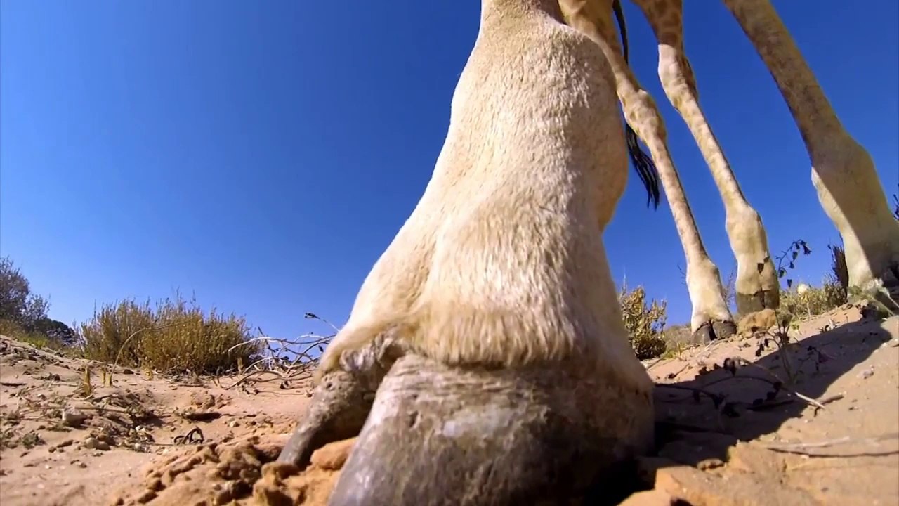 Un photographe presque tué par une girafe... Chanceux!