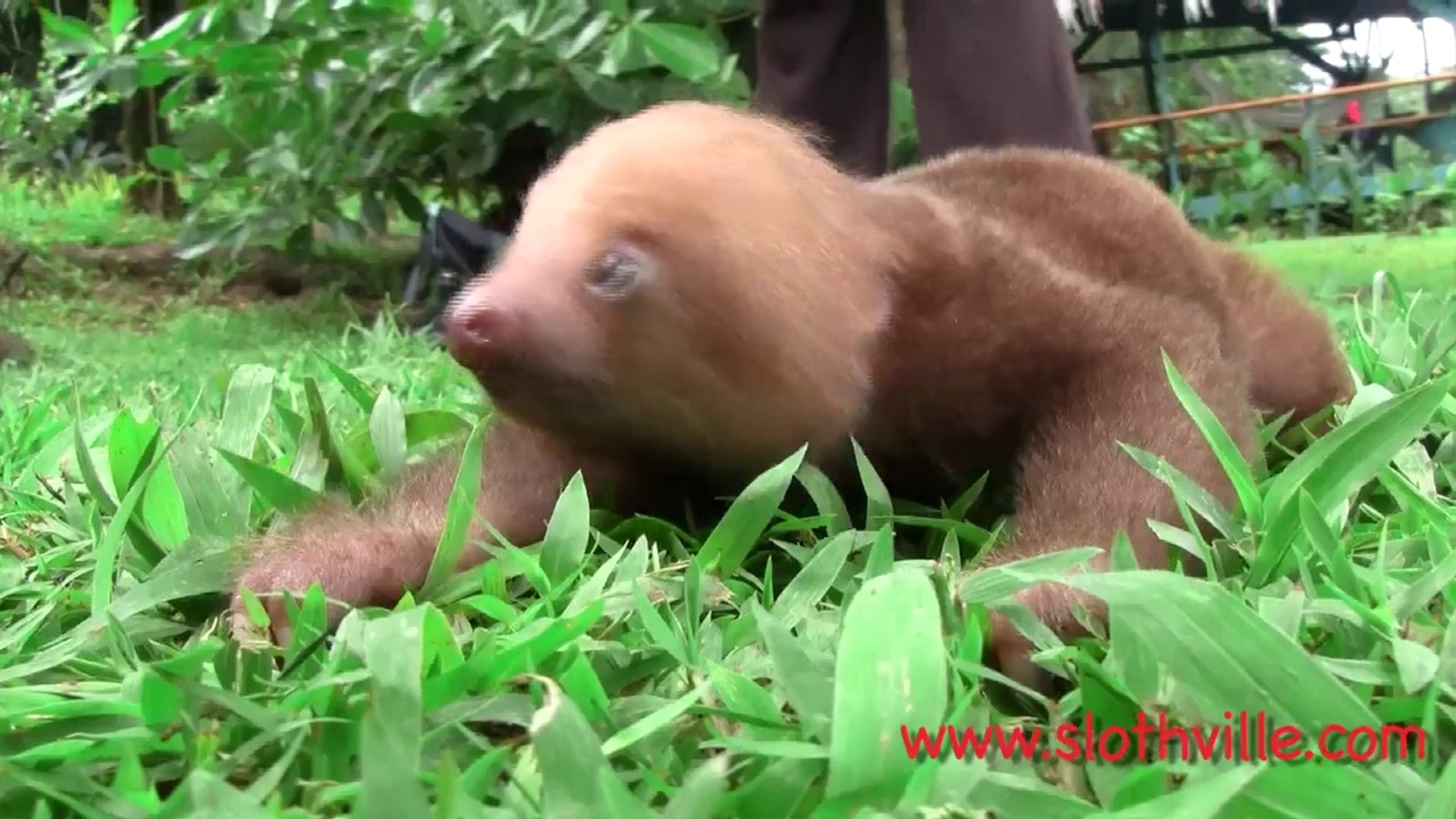 Bebe Paresseux Qui Crie Trop Adorable Video Dailymotion