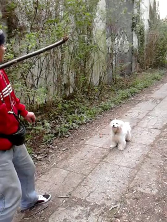 ma chienne princesse joue dehors