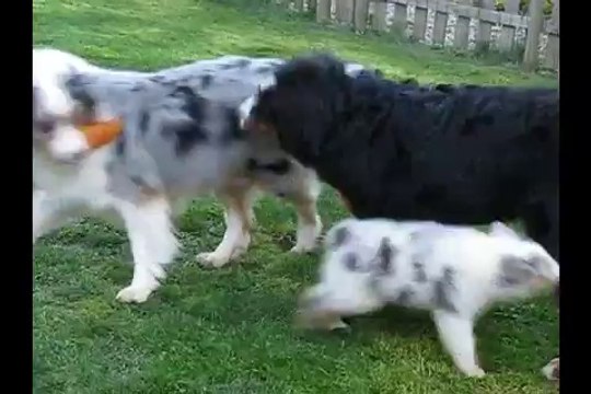 Jeux extérieurs 7 semaines et demi